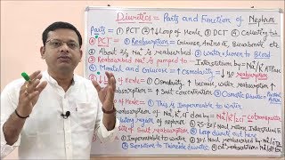 Diuretic Part 02 Parts and Functions of Nephron  Urine Formation Steps  Diuretics Pharmacology [upl. by Ettezel]