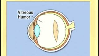 Ophthlmology Lecture  Eye Anatomy Part 2 [upl. by Auliffe797]