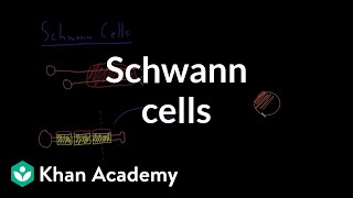 Schwann cells  Nervous system physiology  NCLEXRN  Khan Academy [upl. by Aihsenyt]