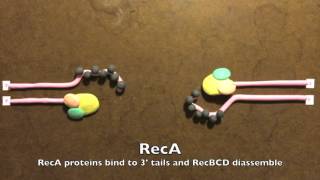 Homologous Recombination in Prokaryotes [upl. by Notrub212]