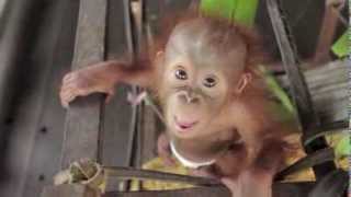 Baby Orangutan Rickina [upl. by Leisam]