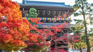 金戒光明寺 京都  Konkaikomyoji Temple Kyoto [upl. by Onyx]