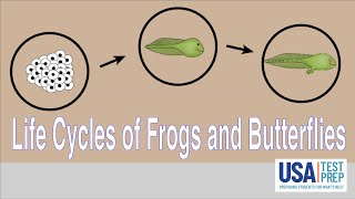 Life Cycles of Frogs and Butterflies [upl. by Ayarahs]