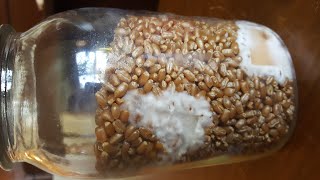 Agar to Grain Inoculation demonstration [upl. by Aivizt843]