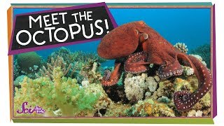 The Outrageous Octopus [upl. by Towland]