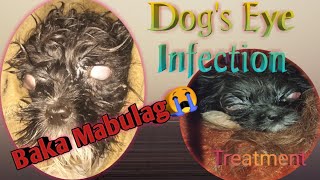 Treatment for Dogs Eye Infection [upl. by Laertnom]