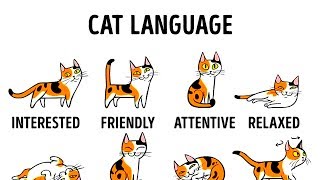 HOW TO UNDERSTAND YOUR CAT BETTER [upl. by Valentijn638]