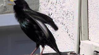 Starling song over 5 minutes straight [upl. by Lubet]