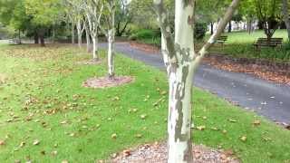 Platanus x acerifolia  top 10 fast growing trees  Platan HD 08 [upl. by Nohsav434]