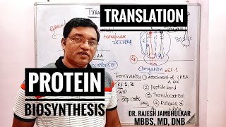 6 Protein Biosynthesis Translation in Eukaryote New [upl. by Adilen395]