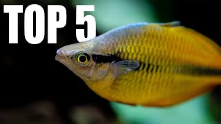 5 MUST HAVE Tankmates for RAINBOWFISH [upl. by Windsor]