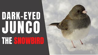 DARKEYED JUNCOS – Fun Facts about their Winter Habits [upl. by Sandy]