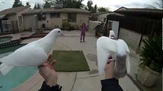 trained pigeons [upl. by Zima]