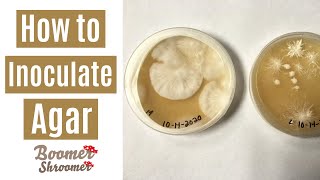 How to Inoculate Agar [upl. by Maer]