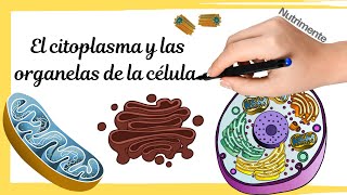 LA CÃ‰LULA EUCARIOTA  Citoplasma y organelas [upl. by Gambell]