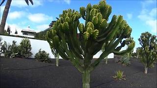 COSTA TEGUISE  Hotel BlueBay  Lanzarote [upl. by Atinaujnas897]