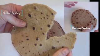 Barley Bread recipe  Hulless Barley Flat Bread The healthiest [upl. by Areic]