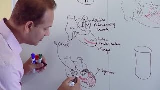 Circulatory system of frog [upl. by Enirehtacyram664]