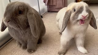 Mini Lop Rabbits  Holland Mini Lop Bunnies Playing [upl. by Airdnna]