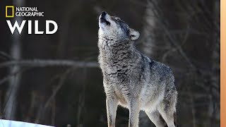 Wolves 101  Nat Geo Wild [upl. by Wei984]