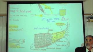 ANATOMY MYOLOGY PART 1 CHARACTERISTICS OF MUSCLES by Professor Fink [upl. by Yahsan]