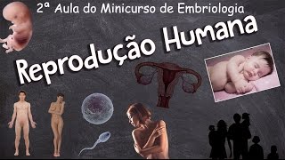 Minicurso de Embriologia  Aula 02  Reprodução Humana [upl. by Yelda]