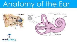 ENT Doctors Debunk 11 Ear And Nose Myths  Debunked [upl. by Llednil]