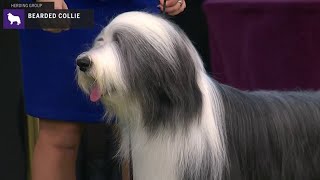 Bearded Collies  Breed Judging 2020 [upl. by Otrebmal]