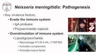 1 Microbiology of Neisseria [upl. by Eustashe650]