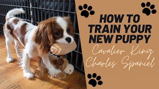 Puppy Training Tips  Cavalier King Charles Spaniel [upl. by Burley]