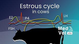 Bovine estrous cycle [upl. by Sackman]