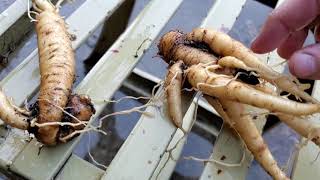 True Mandrake Roots  Grown from seeds Mandragora Turcomanica [upl. by Wallas]