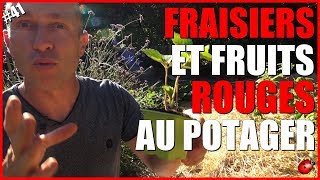 FRAISIERS amp FRUITS ROUGES AU POTAGER [upl. by Johnston]