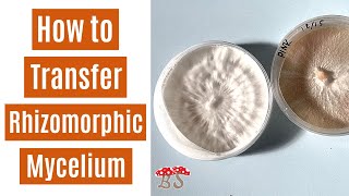 Rhizomorphic Transfer  Agar to Spawn Bag [upl. by Enalb]