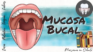 MUCOSA BUCAL Encía Paladar Lengua Labios [upl. by Ateuqram375]