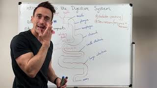 Overview of the Digestive System [upl. by Ssitruc405]