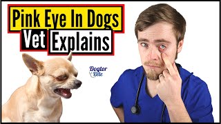 How To Treat Eye Infections In Dogs DO THIS  Vet Explains [upl. by Russom]