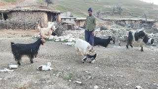 The life of Bakhtiari nomads in Zagros mountain [upl. by Meter604]