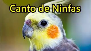 Ninfa  Cacatúa 🐤 Canto y Sonidos de Ninfas 🐤 Canto de Cacatua 🐤 HIGH  Cockatiel bird [upl. by Eseilanna]