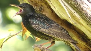 European starling bird call  sounds at nest [upl. by Pace519]