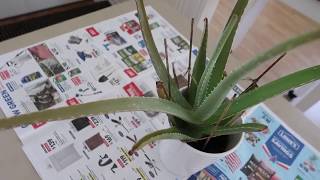 How to Revive a Dying Aloe Vera Plant [upl. by Elimaj301]