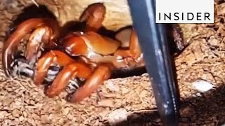 Trapdoor Spiders Are Masters Of Surprise [upl. by Odnavres]