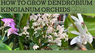 How to grow Australian Dendrobium kingianum orchids [upl. by Atnahs892]