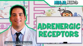 Neurology  Adrenergic Receptors [upl. by Ellennahs]