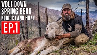 WOLF DOWN BEAR HUNT 4K  EP 1  PUBLIC LAND [upl. by Callie]