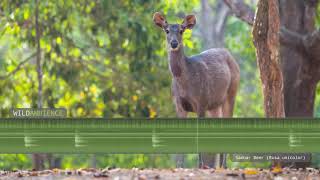 Sambar Deer Sound amp Call [upl. by Dibbrun]