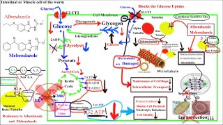 Pharmacology of ANTIHELMINTHICS AnthelminticsPart 1Albendazole and Mebendazole [upl. by Avictor]