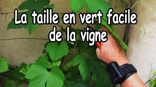 Comment tailler en vert une jeune vigne [upl. by Adnilev]