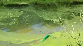 Removing duckweed from a pond [upl. by Aivekal70]