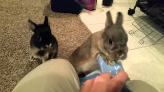 Netherland Dwarf Rabbits Bunnies Feeding Time [upl. by Anneirda915]